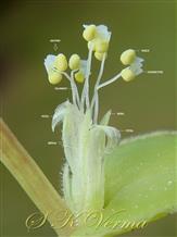  Male Flower